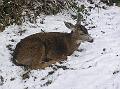 2009-Winter_Deer